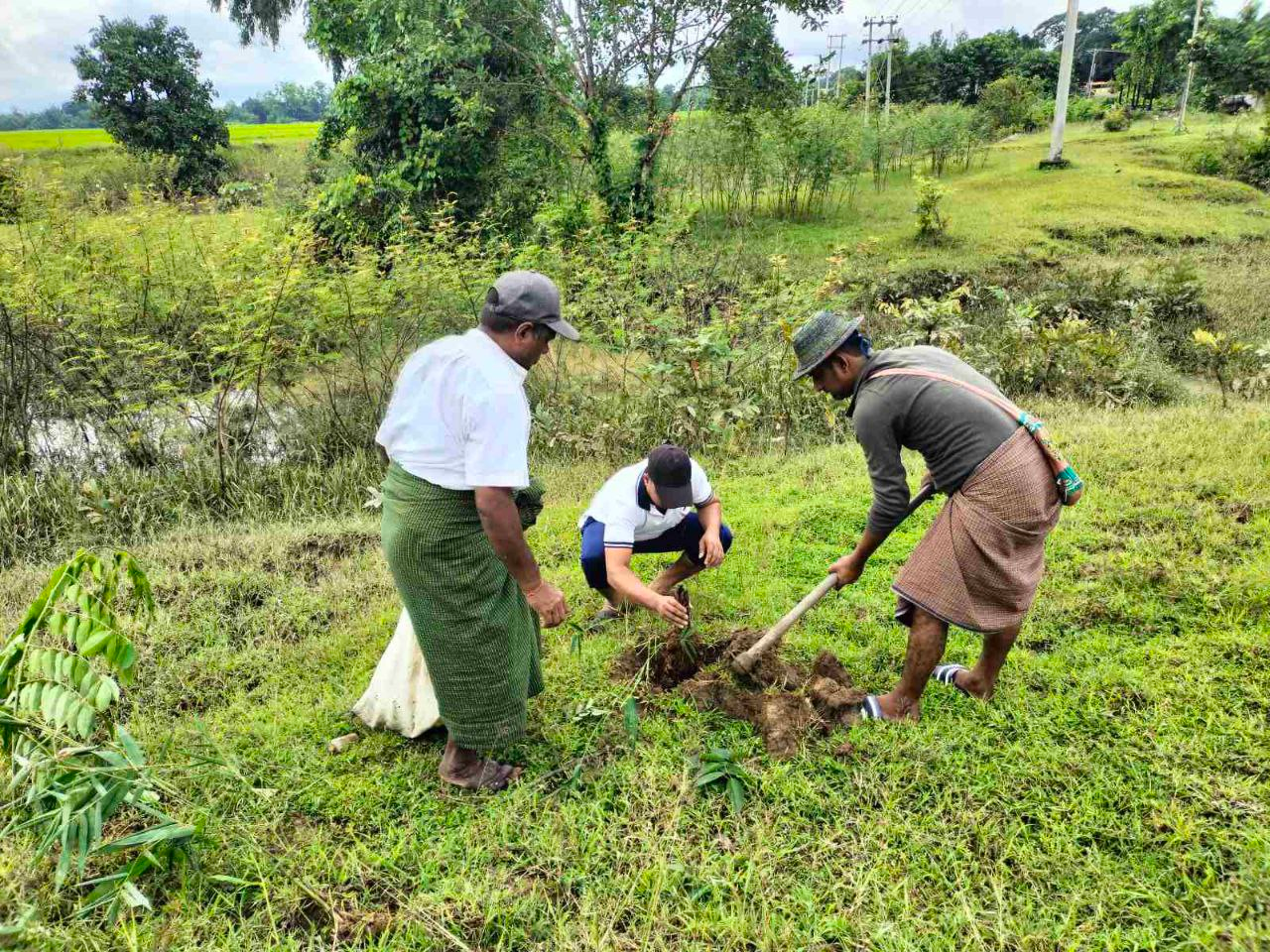 အပင်စိုက်ပျိုးခြင်း ပုံရိပ် ၁